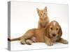 Ginger Kitten Climbing Ontop of Golden Cocker Spaniel Puppy-Jane Burton-Stretched Canvas