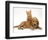 Ginger Kitten Climbing Ontop of Golden Cocker Spaniel Puppy-Jane Burton-Framed Premium Photographic Print