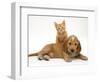 Ginger Kitten Climbing Ontop of Golden Cocker Spaniel Puppy-Jane Burton-Framed Premium Photographic Print