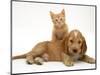 Ginger Kitten Climbing Ontop of Golden Cocker Spaniel Puppy-Jane Burton-Mounted Premium Photographic Print