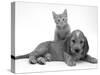 Ginger Kitten Climbing Ontop of Golden Cocker Spaniel Puppy-Jane Burton-Stretched Canvas