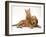 Ginger Kitten Climbing Ontop of Golden Cocker Spaniel Puppy-Jane Burton-Framed Photographic Print