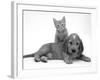 Ginger Kitten Climbing Ontop of Golden Cocker Spaniel Puppy-Jane Burton-Framed Photographic Print