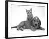 Ginger Kitten Climbing Ontop of Golden Cocker Spaniel Puppy-Jane Burton-Framed Photographic Print