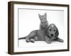 Ginger Kitten Climbing Ontop of Golden Cocker Spaniel Puppy-Jane Burton-Framed Photographic Print