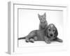 Ginger Kitten Climbing Ontop of Golden Cocker Spaniel Puppy-Jane Burton-Framed Photographic Print