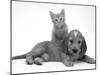 Ginger Kitten Climbing Ontop of Golden Cocker Spaniel Puppy-Jane Burton-Mounted Photographic Print