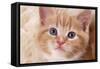 Ginger Kitten, Close-Up of Face-null-Framed Stretched Canvas