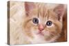 Ginger Kitten, Close-Up of Face-null-Stretched Canvas