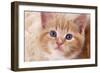 Ginger Kitten, Close-Up of Face-null-Framed Photographic Print