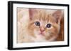 Ginger Kitten, Close-Up of Face-null-Framed Photographic Print