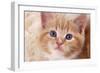 Ginger Kitten, Close-Up of Face-null-Framed Photographic Print