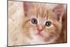 Ginger Kitten, Close-Up of Face-null-Mounted Photographic Print