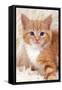 Ginger Kitten, Close-Up on Rug-null-Framed Stretched Canvas