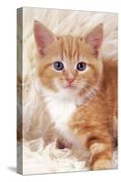 Ginger Kitten, Close-Up on Rug-null-Stretched Canvas