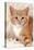 Ginger Kitten, Close-Up on Rug-null-Stretched Canvas