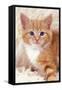 Ginger Kitten, Close-Up on Rug-null-Framed Stretched Canvas