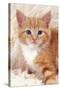Ginger Kitten, Close-Up on Rug-null-Stretched Canvas