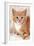 Ginger Kitten, Close-Up on Rug-null-Framed Photographic Print