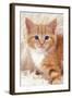 Ginger Kitten, Close-Up on Rug-null-Framed Photographic Print