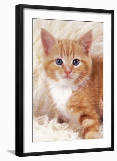 Ginger Kitten, Close-Up on Rug-null-Framed Photographic Print