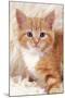 Ginger Kitten, Close-Up on Rug-null-Mounted Photographic Print
