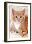 Ginger Kitten, Close-Up on Rug-null-Framed Photographic Print