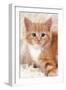 Ginger Kitten, Close-Up on Rug-null-Framed Photographic Print