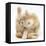 Ginger Kitten 'Funnel-Grooming'-Mark Taylor-Framed Stretched Canvas