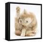 Ginger Kitten 'Funnel-Grooming'-Mark Taylor-Framed Stretched Canvas