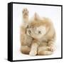 Ginger Kitten 'Funnel-Grooming'-Mark Taylor-Framed Stretched Canvas