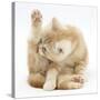 Ginger Kitten 'Funnel-Grooming'-Mark Taylor-Stretched Canvas