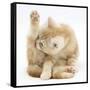 Ginger Kitten 'Funnel-Grooming'-Mark Taylor-Framed Stretched Canvas