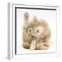 Ginger Kitten 'Funnel-Grooming'-Mark Taylor-Framed Photographic Print