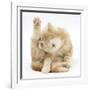 Ginger Kitten 'Funnel-Grooming'-Mark Taylor-Framed Photographic Print