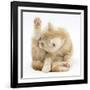 Ginger Kitten 'Funnel-Grooming'-Mark Taylor-Framed Photographic Print