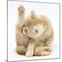 Ginger Kitten 'Funnel-Grooming'-Mark Taylor-Mounted Photographic Print