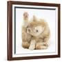 Ginger Kitten 'Funnel-Grooming'-Mark Taylor-Framed Photographic Print