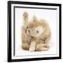 Ginger Kitten 'Funnel-Grooming'-Mark Taylor-Framed Photographic Print