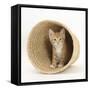 Ginger Kitten Hiding in a Raffia Basket-Mark Taylor-Framed Stretched Canvas