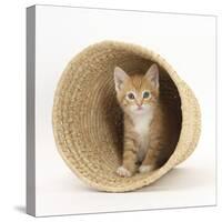 Ginger Kitten Hiding in a Raffia Basket-Mark Taylor-Stretched Canvas