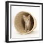 Ginger Kitten Hiding in a Raffia Basket-Mark Taylor-Framed Photographic Print