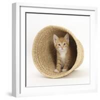 Ginger Kitten Hiding in a Raffia Basket-Mark Taylor-Framed Photographic Print