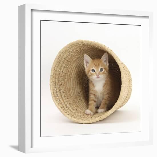 Ginger Kitten Hiding in a Raffia Basket-Mark Taylor-Framed Photographic Print