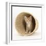 Ginger Kitten Hiding in a Raffia Basket-Mark Taylor-Framed Photographic Print