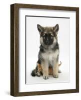 Ginger Kitten Hiding under the Legs of a German Shepherd Dog (Alsatian) Bitch Puppy, Echo-Mark Taylor-Framed Photographic Print