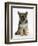 Ginger Kitten Hiding under the Legs of a German Shepherd Dog (Alsatian) Bitch Puppy, Echo-Mark Taylor-Framed Photographic Print