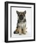 Ginger Kitten Hiding under the Legs of a German Shepherd Dog (Alsatian) Bitch Puppy, Echo-Mark Taylor-Framed Photographic Print