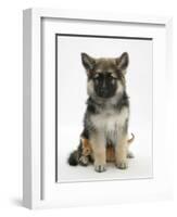 Ginger Kitten Hiding under the Legs of a German Shepherd Dog (Alsatian) Bitch Puppy, Echo-Mark Taylor-Framed Photographic Print