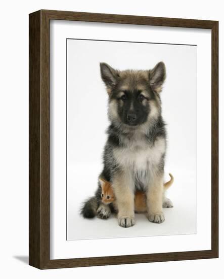 Ginger Kitten Hiding under the Legs of a German Shepherd Dog (Alsatian) Bitch Puppy, Echo-Mark Taylor-Framed Photographic Print